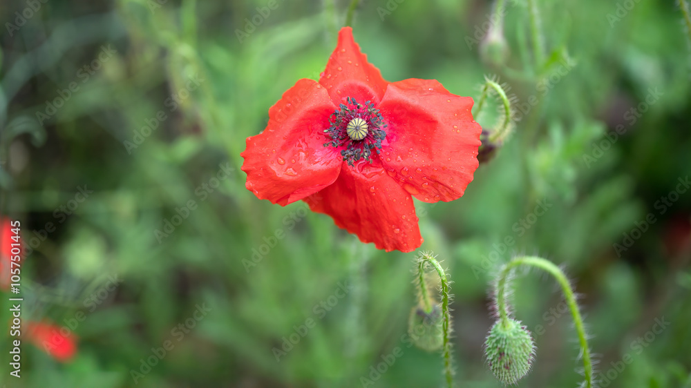 Fototapeta premium Red poppy - Papaver rhoeas