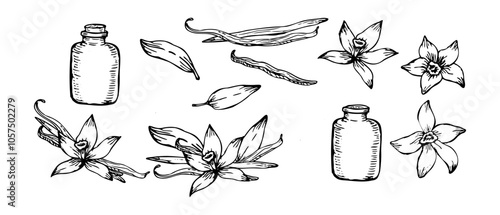 Vector hand-drawn illustration of vanilla orchid flowers and pods. A bundle of vanilla sticks and blossoms, isolated in line art style for elegant designs.