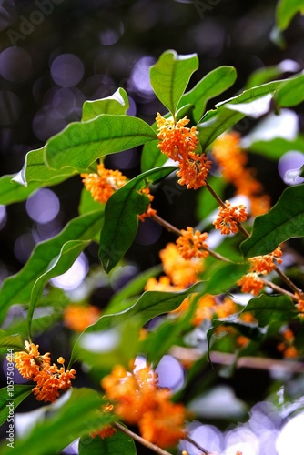 金木犀　さまざまな自然素材