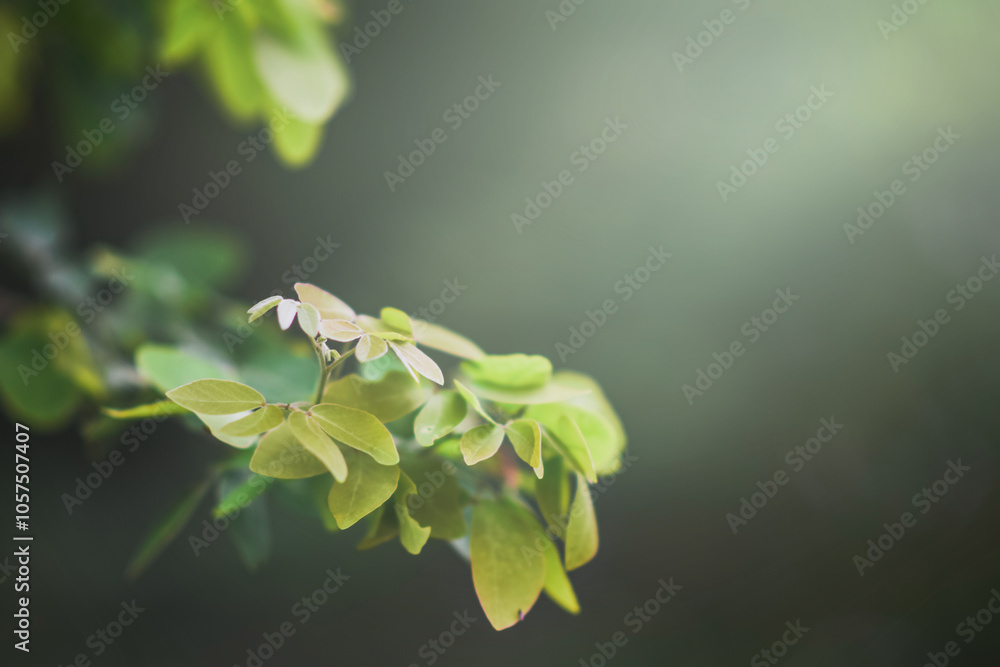 the top of the leaves of the tamarind tree the top of the leaves of the tamarind tree