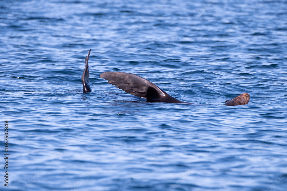Fototapeta premium Sea Turtles Mating in the Ocean Baja Mexico