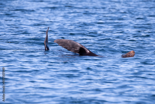 Sea Turtles Mating in the Ocean Baja Mexico