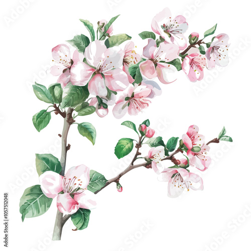 Watercolor of apricot blossom, isolated on a white background, and apricot blossom vector