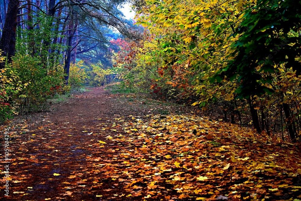 Obraz premium Kolorowa jesień w Polsce. Wybarwione liście drzew i krzewów