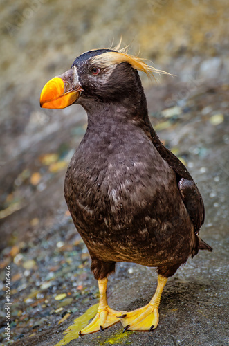 Puffin at Point Defiance in Tacoma WA