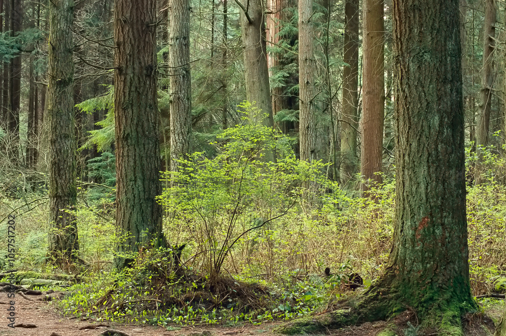 New growth on a mature forest floor; Vancouver, British Columbia, Canada