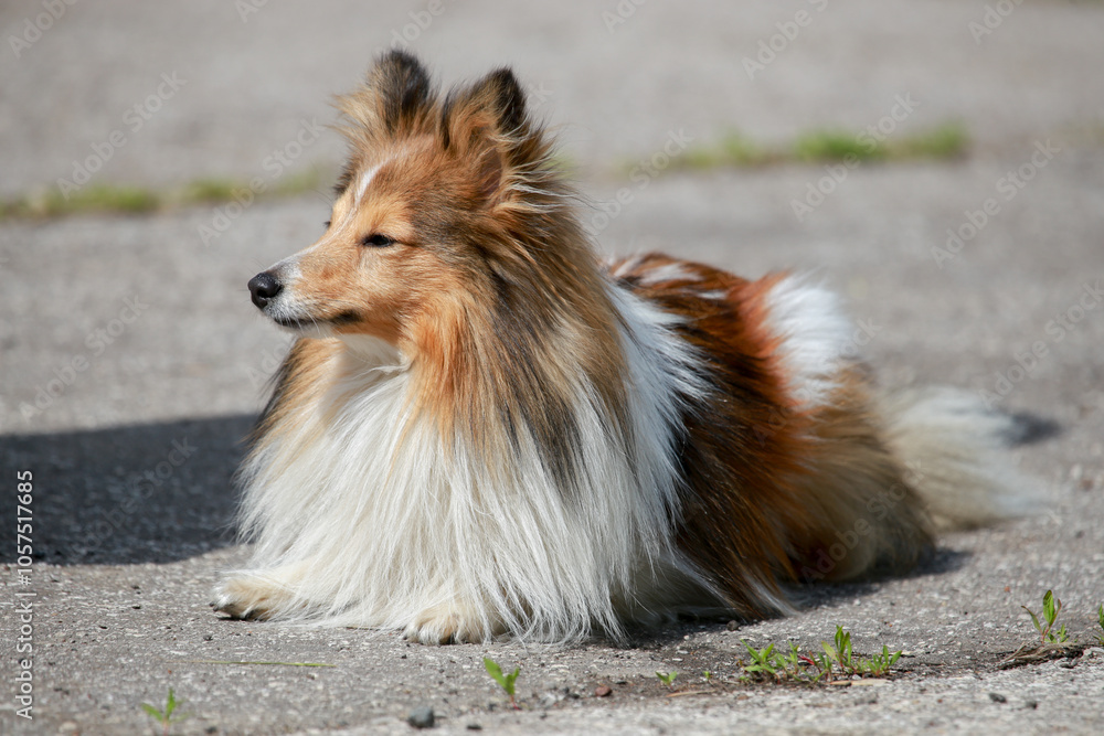 Fototapeta premium Beautiful fluffy Sheltie dog on the street.