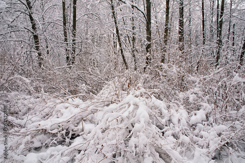 Fresh snowfall in the woods on the West coast of Canada; Vancouver, British Columbia, Canada photo