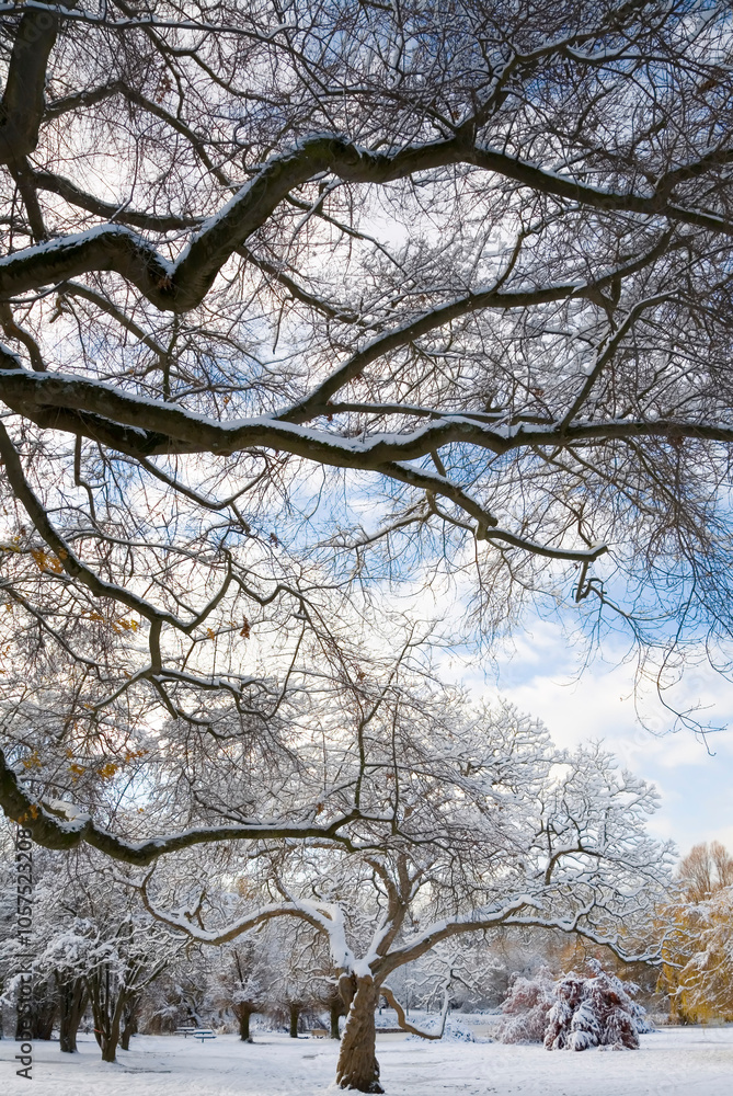 Snow-covered trees in a park Snow-covered trees in a park