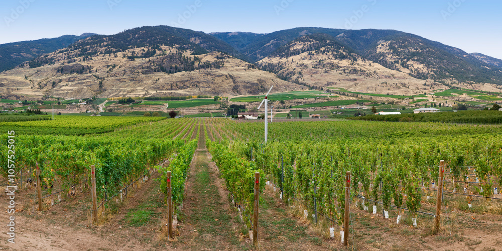 Vineyards in the Okanagan Valley near Oliver, British Columbia, Canada; British Columbia, Canada Vineyards in the Okanagan Valley near Oliver, British Columbia, Canada; British Columbia, Canada