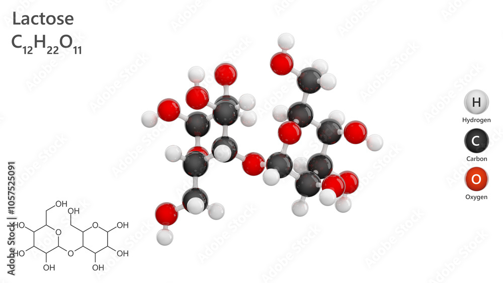 Molecule: Lactose. Disaccharide. Milk sugar. Molecular structure. Formula: C12H22O11. Chemical model: Ball and stick. White background. 3D illustration. Molecule: Lactose. Disaccharide. Milk sugar. Molecular structure. Formula: C12H22O11. Chemical model: Ball and stick. White background. 3D illustration.