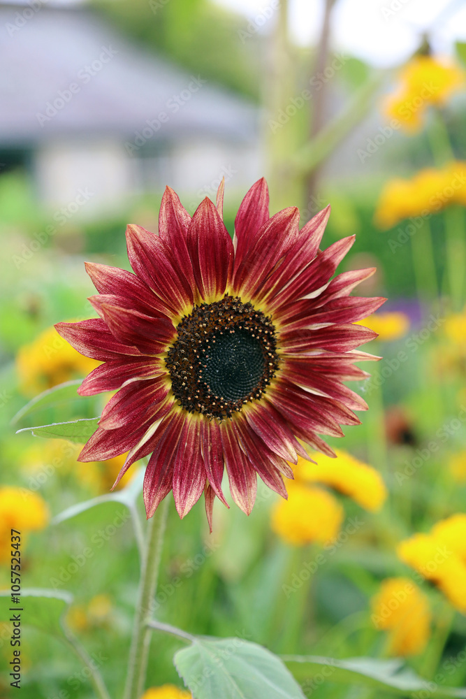 Macro image of a red Sunflower bloom, Lincolnshire England
Macro image of a red Sunflower bloom, Lincolnshire England