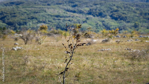 lonely tree in the mountains