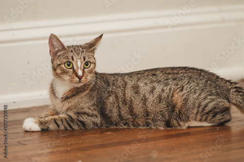 Expressive Tabby Cat with White nose Stripe