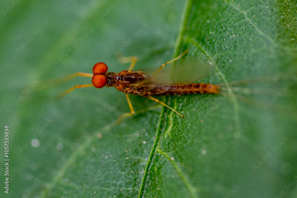 Fototapeta premium Eine Eintagsfliege