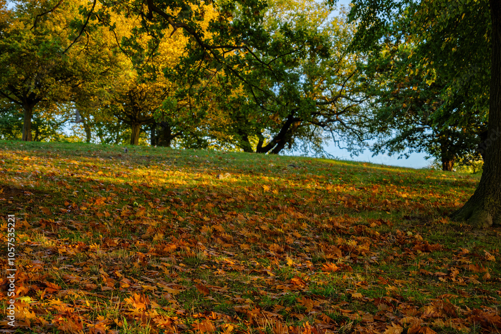 London - 10 15 2022: Carpet of autumn leaves with rays of sunshine filtering through the trees in Roundwood Park