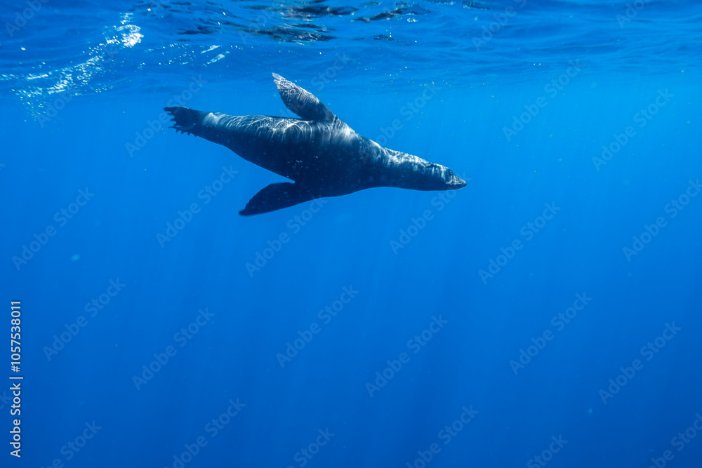 Fototapeta premium Female Sea Lion in Baja California Sur Mexico