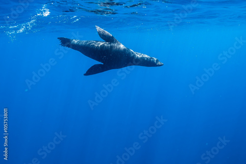 Female Sea Lion in Baja California Sur Mexico