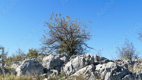 lonely tree on the top of rocks