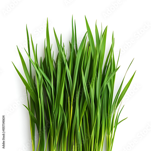 Natural banner with fresh grass isolated on white background