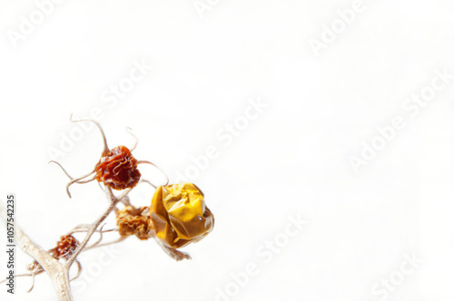 Tomatoes, dehydrated wrinkled dried fruit on the branch, yellow, brown and red colors.