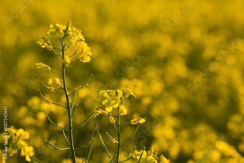 Close-up view of a canola crop (Brassica napus) in full bloom; Alberta, Canada photo