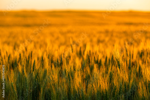 View of mature barley crop (Hordeum vulgare) before the fall harvest near sundown: Namao, Alberta, Canada photo