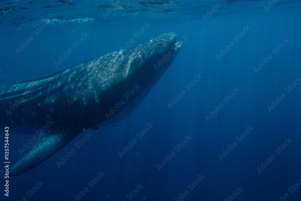 Naklejka premium Large Whale Shark in Baja California Sur Mexico