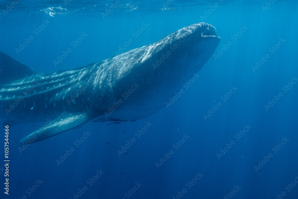 Naklejka premium Large Whale Shark in Baja California Sur Mexico