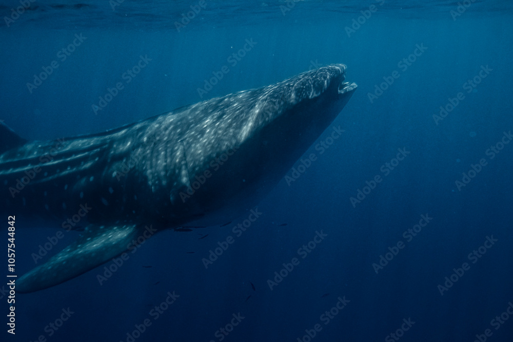Naklejka premium Large Whale Shark in Baja California Sur Mexico