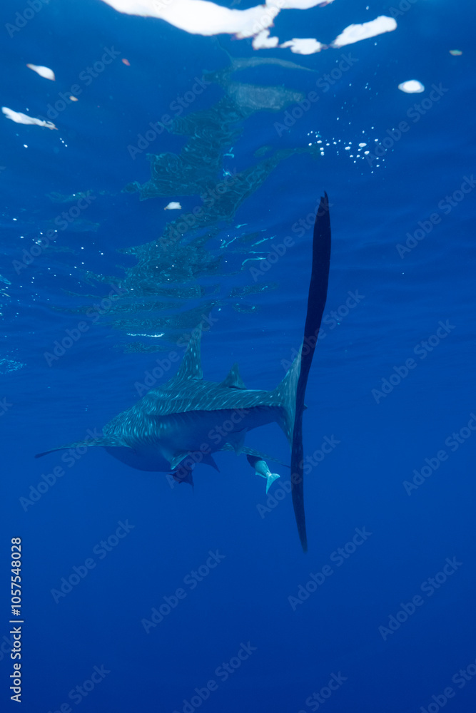 Obraz premium Juvenile Whale Shark in Baja California Sur Mexico