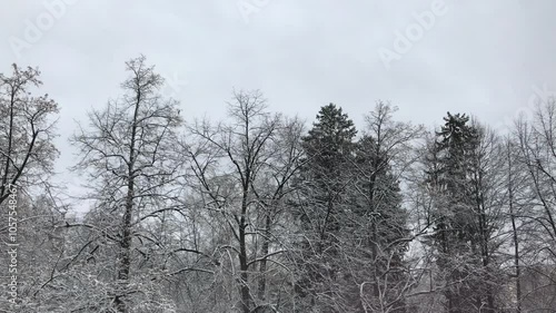 Wallpaper Mural Tranquil Snow Covered Winter Forest Trees Against Overcast Sky. Ideal Stock Video for Nature Scenes, Seasonal Transitions, and Melancholic Winter Atmosphere in Films and Advertisements Torontodigital.ca