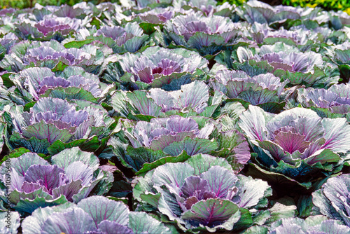 Purple and green leaf patterns; Chiang Rai, Thailand photo