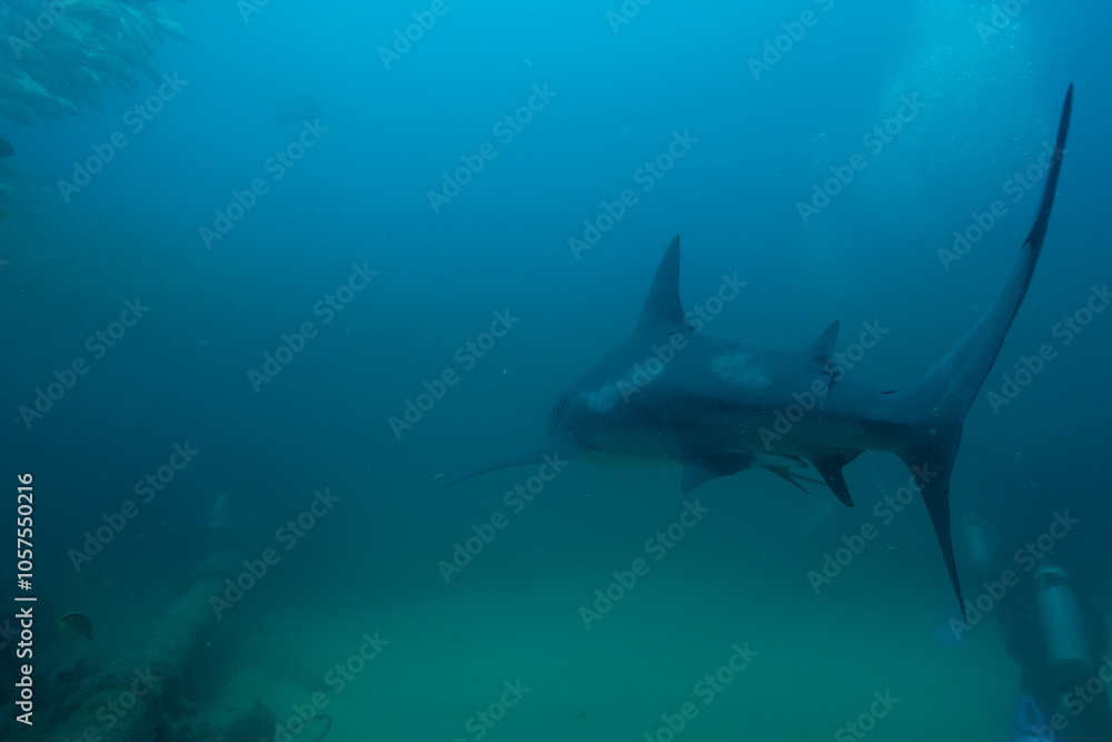 Fototapeta premium Bull Sharks at Cabo Pulmo in Baja California Sur Mexico