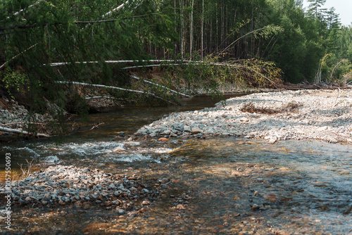 Clear forest stream flowing over rocky bed