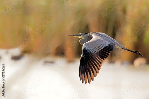 Graureiher fliegt über den Teich - im Hintergrund Schilf photo