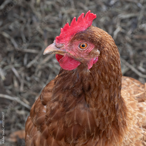 Close-up of a female chicken (Gallus domesticus) with detail of comb and plumage; Ponta do Pargo, Madeira, Portugal photo