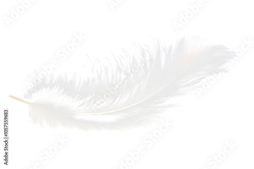 feather isolated on white photo