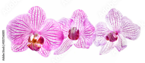 Three high-key orchids in pink and white on a white background; Studio