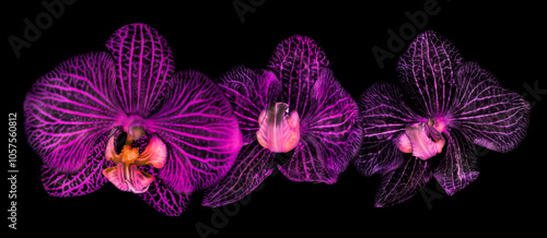 Three high-key orchids in pink and black on a black background; Studio photo