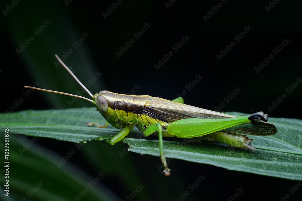Close-Up of a Vibrant Green Grasshopper on a Leaf Close-Up of a Vibrant Green Grasshopper on a Leaf