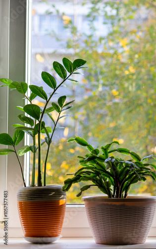 There are two flowers on the white windowsill. The theme of indoor plants and their care .Vertical photo