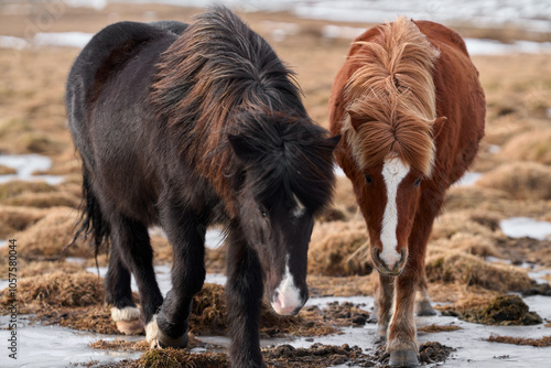 Two icelandic horses walking on frozen ground in winter