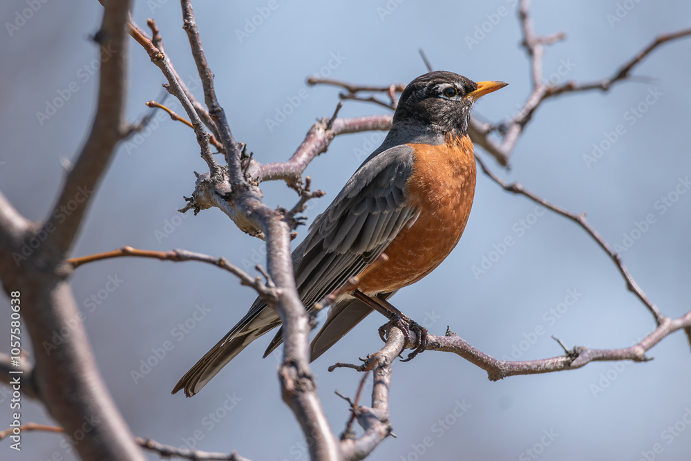American robin on grey branch 1 American robin on grey branch 1