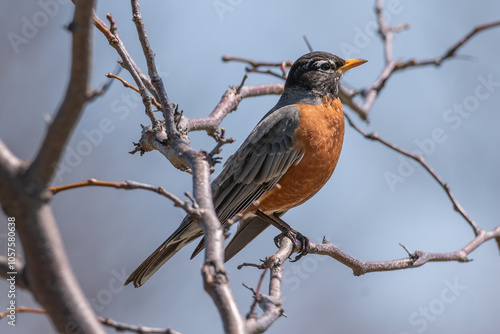 American robin on grey branch 1