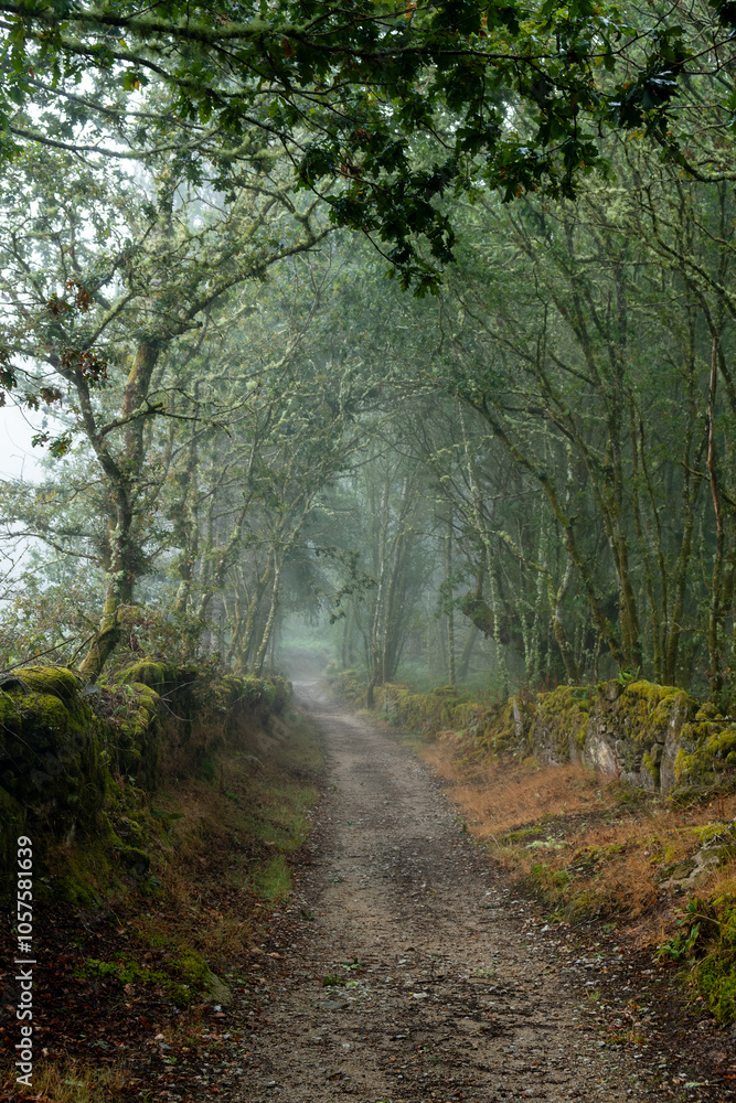 Obraz premium footpath in the forest in galicia with myst