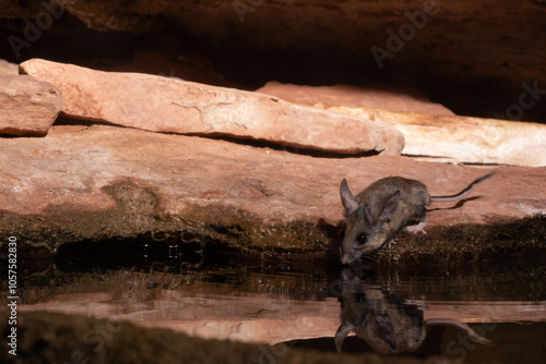 A White Footed Mouse on the edge of a sandstone slab reached down to get a drink from a pool of still water and is reflected on the rippled water surface. photo