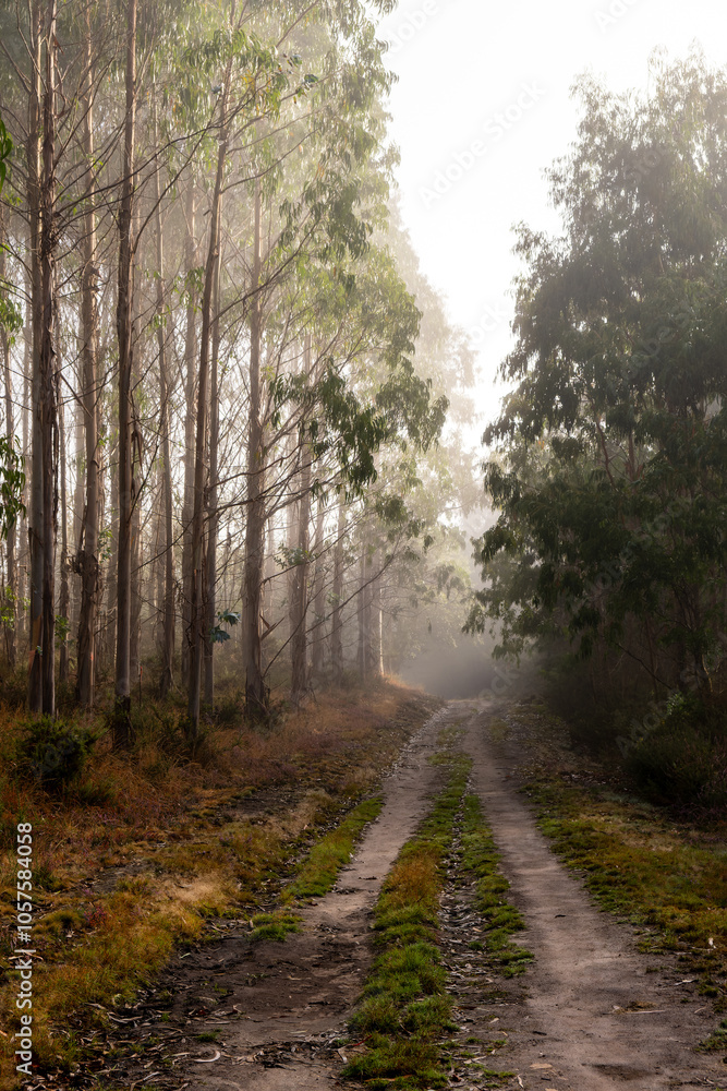 Fototapeta premium path in the forest