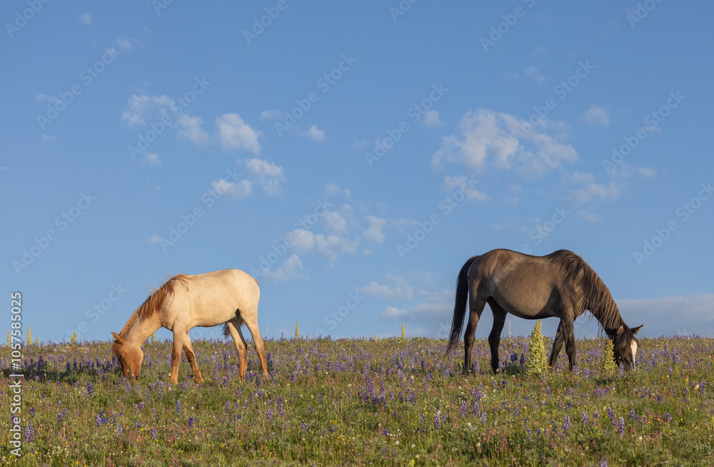 Wild Horses in the Pryor Mountains Montana in Summer Wild Horses in the Pryor Mountains Montana in Summer