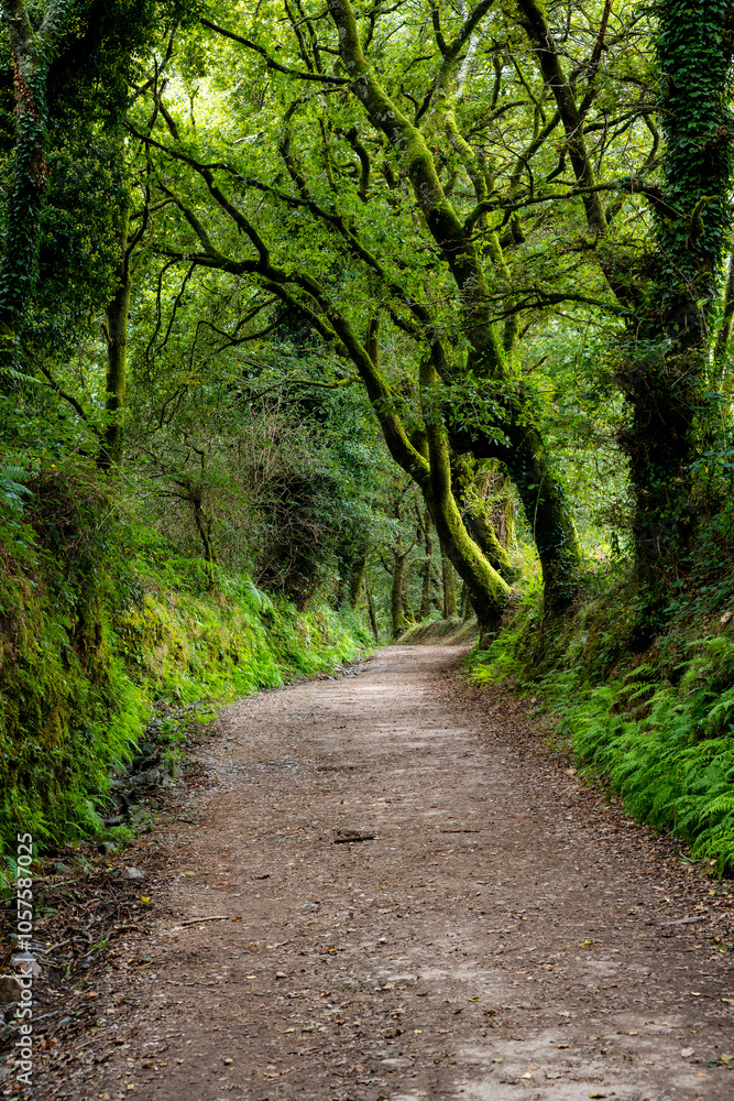 fantasy path in the forest fantasy path in the forest
